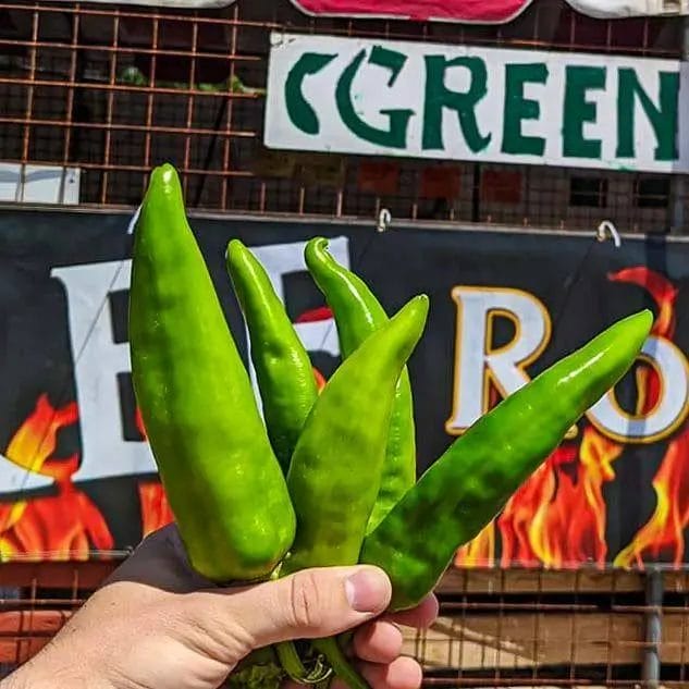 A bunch of xxx-hot Lumbre Hatch chiles at Farmers Chile Market in Albuqueruque