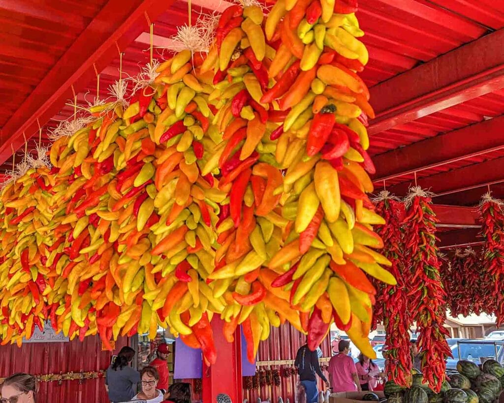 a photo of many 2 ft long yellow and red chile ristras at Hatch Chile Market during the Hatch Chile Festival
